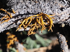 Arceuthobium vaginatum cryptopodum