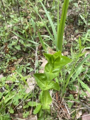 Sabatia angularis