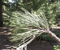 Arceuthobium vaginatum cryptopodum