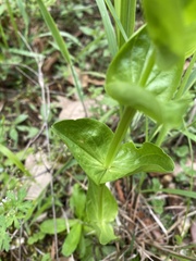 Sabatia angularis