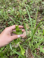 Sabatia angularis