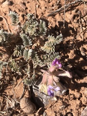Astragalus mollissimus
