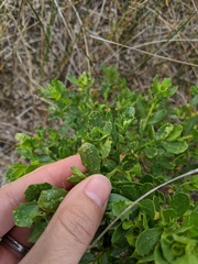 Aceria baccharipha