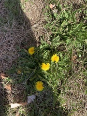 Taraxacum officinale