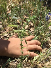 Galium virgatum