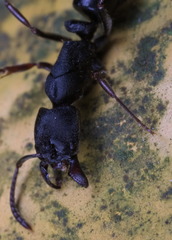 Ectomomyrmex