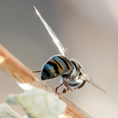 Pseudoscaeva diversifasciata