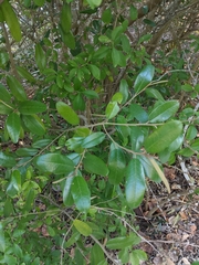 Quadrella jamaicensis