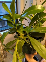 Magnoliopsida