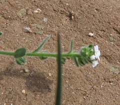 Plagiobothrys collinus californicus