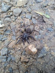 Seqocrypta jakara