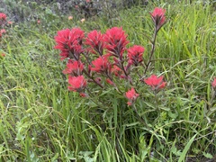 Castilleja affinis affinis