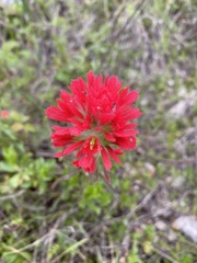 Castilleja affinis affinis