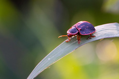 Botanochara bonariensis