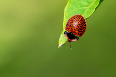 Botanochara macularia