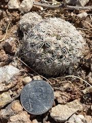 Pediocactus bradyi