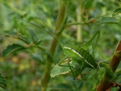 Odontura glabricauda