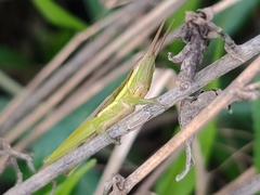 Leptysma marginicollis