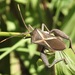 Crusader Bug - Photo (c) Jackson Nugent, some rights reserved (CC BY-NC), uploaded by Jackson Nugent