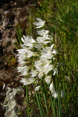 Leucocoryne alliacea