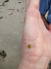 Illeis galbula