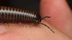 Paeromopodidae