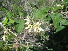 Polystemma cordifolium