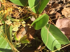 Cuscuta sandwichiana