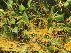 Cuscuta sandwichiana