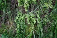 Adiantum chilense scabrum