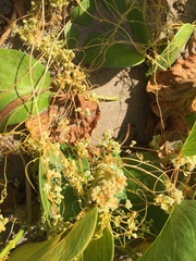 Cuscuta sandwichiana