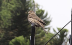 Haemorhous mexicanus