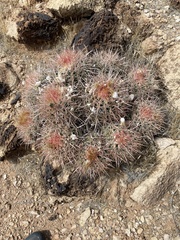 Homalocephala polycephala