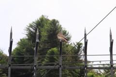 Haemorhous mexicanus