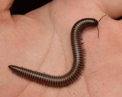 Paeromopodidae