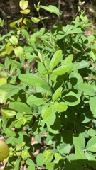 Baptisia nuttalliana