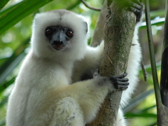 Silky Sifaka photo 1
