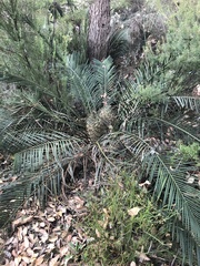 Macrozamia riedlei