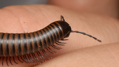 Paeromopodidae