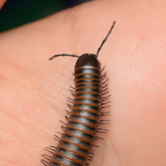 Paeromopodidae