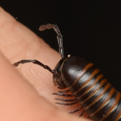 Paeromopodidae