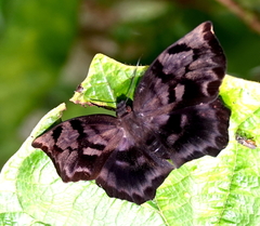 Achlyodes busirus