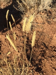 Agropyron