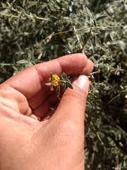 Buddleja mendozensis