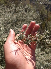 Buddleja mendozensis