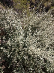 Buddleja mendozensis