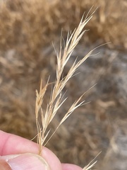 Bromus berteroanus