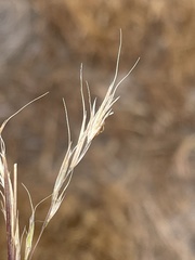 Bromus berteroanus