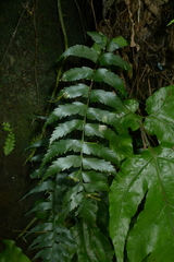 Asplenium listeri