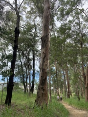 Eucalyptus propinqua